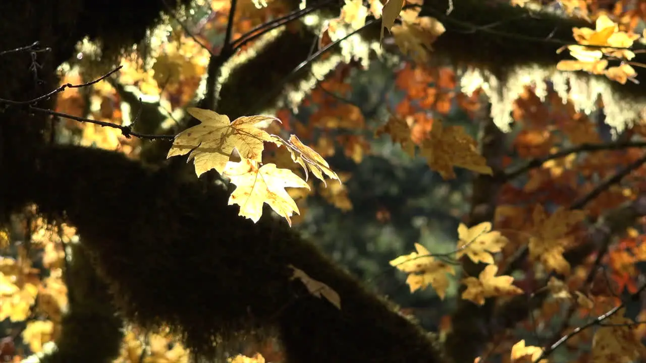 Autumn yellow leaf on big leaf maple