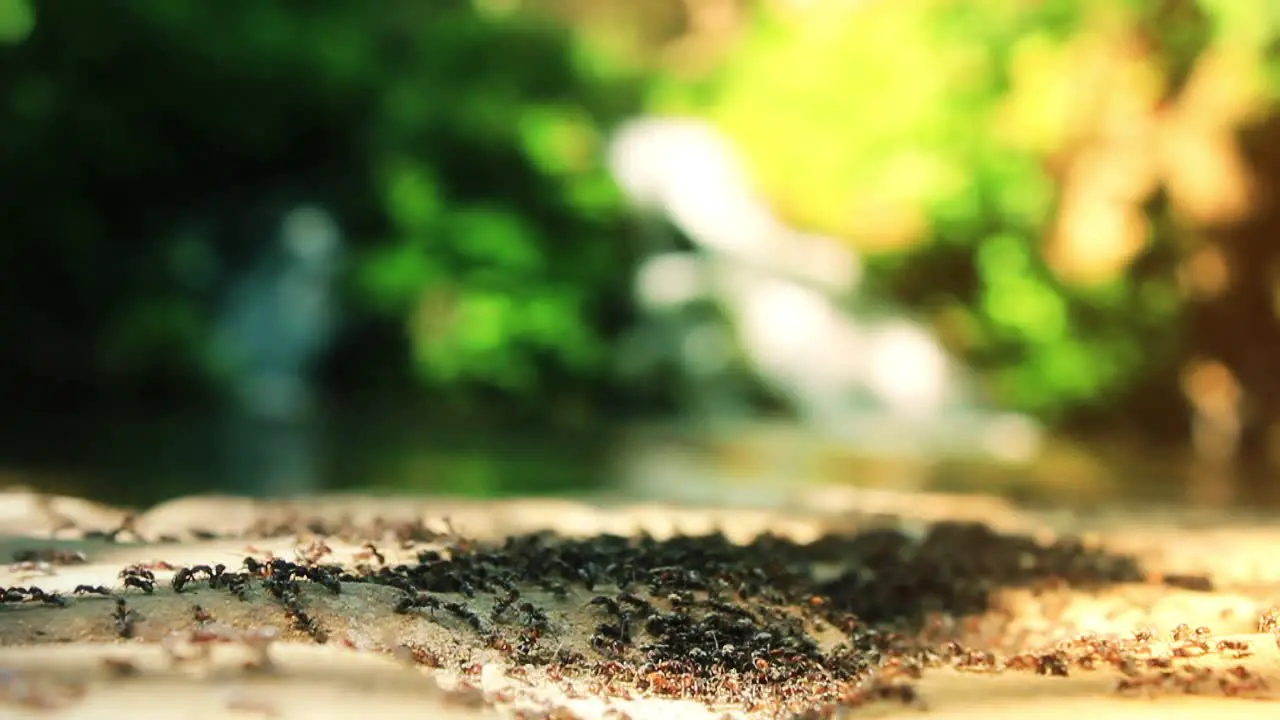 Ants On Stone With Water Background 1