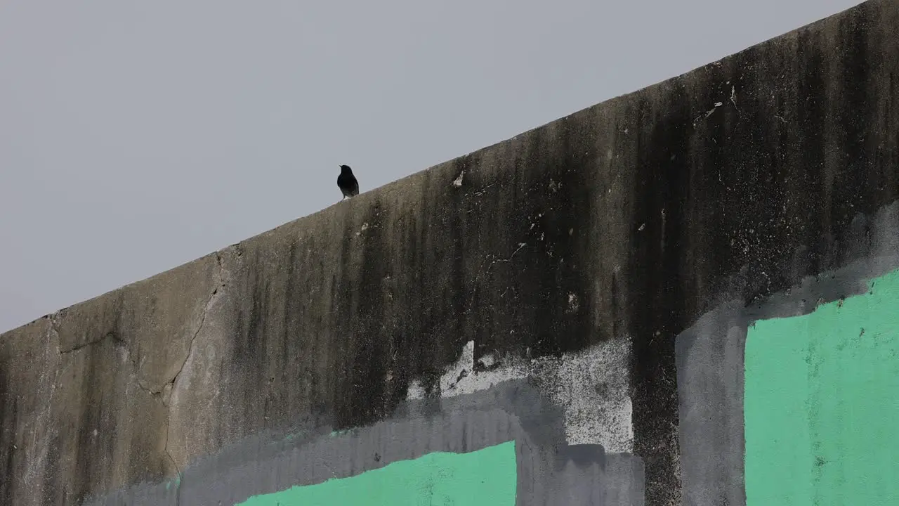 little black bird stalking in a clouding day