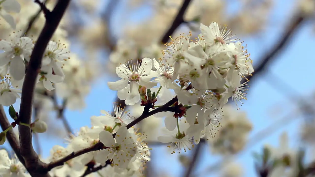 Spring blossom Flower blooming on tree branch Closeup Blue sky