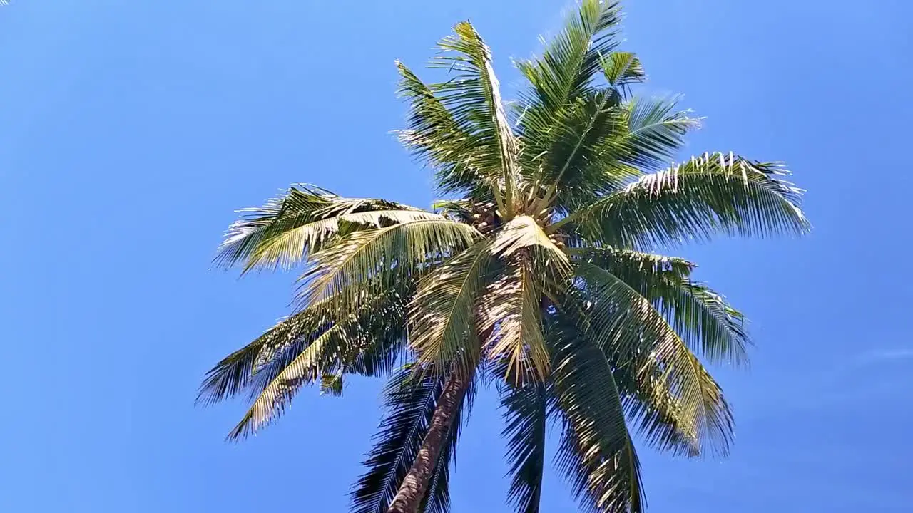 Smooth rotation view of a tropical palm tree against blue skies on a luxury vacation