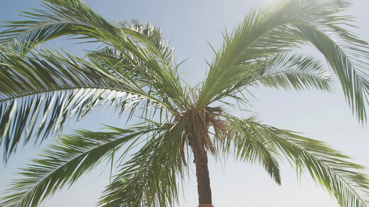 Close up of a crown of a palm tree 