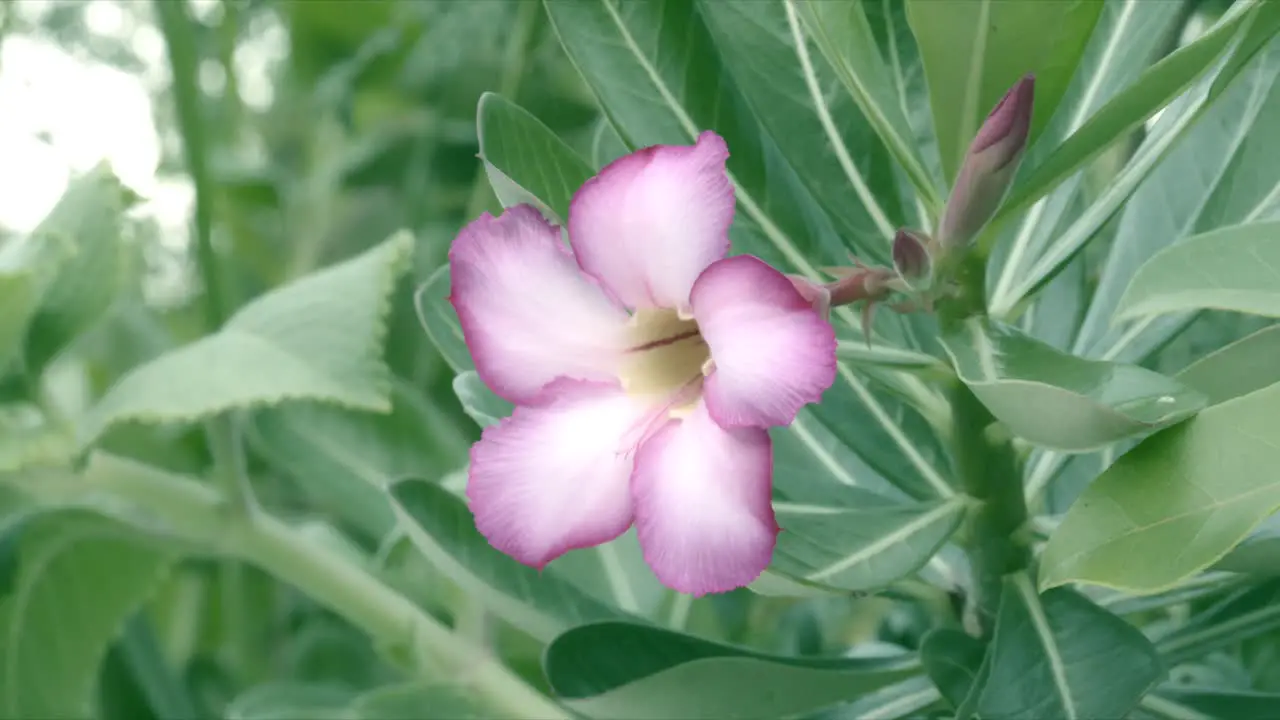 Light Pink Oleander Live Plant