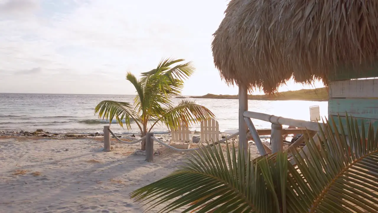 Small Palm tree close to the beach shore