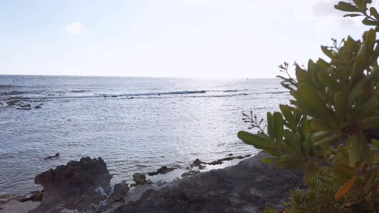 Behind plants revealing the ocean