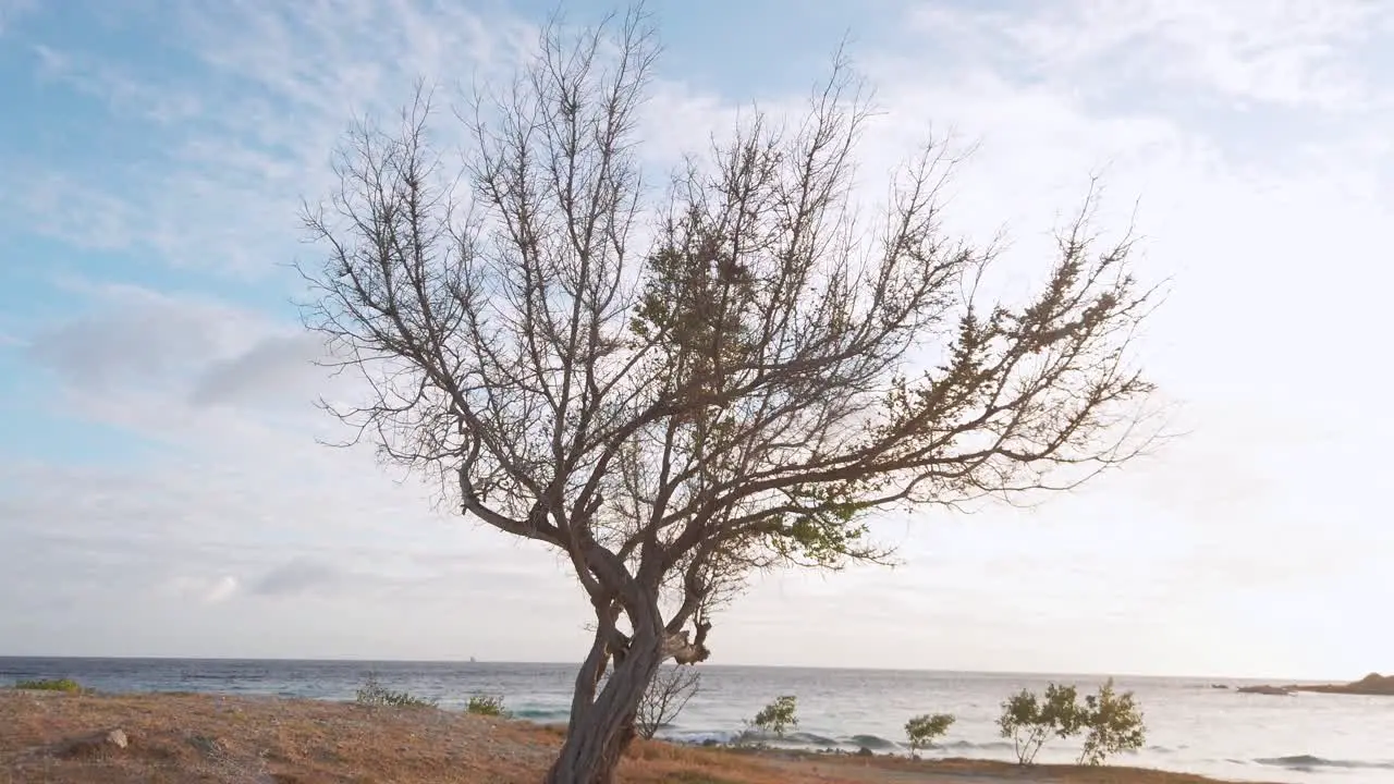  leafless tree close to the shoreline