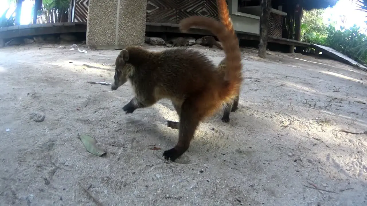 Cute Coatimundi close-up looking for food