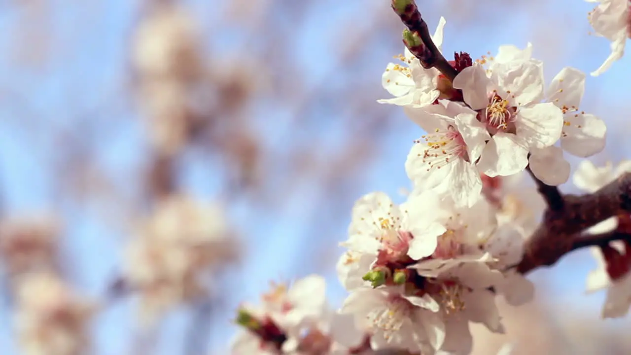 Apricot blossom Closeup Apricot flowers on branch of apricot tree