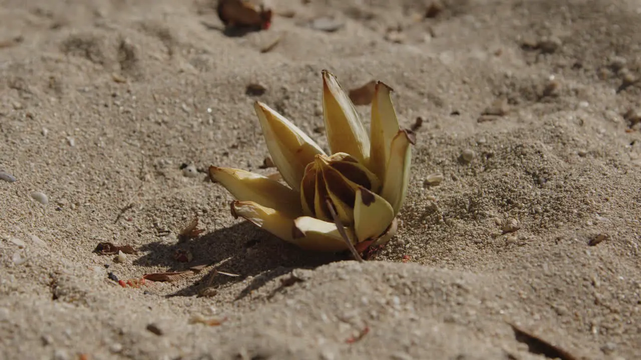 Seed Pod on a Hawaii Beach