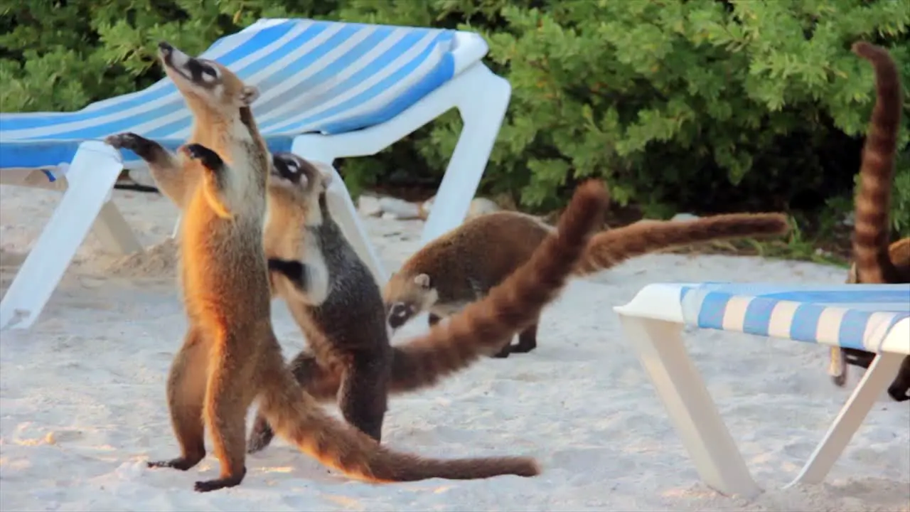 Cute coatimundi dancing on the beach begging for food