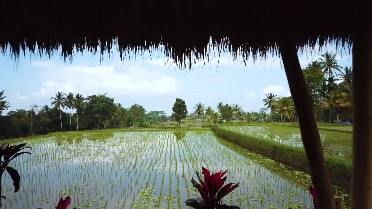 Drone Shot flying backwards through a Vacation Villa over some Rice Paddies in Bali Indonesia