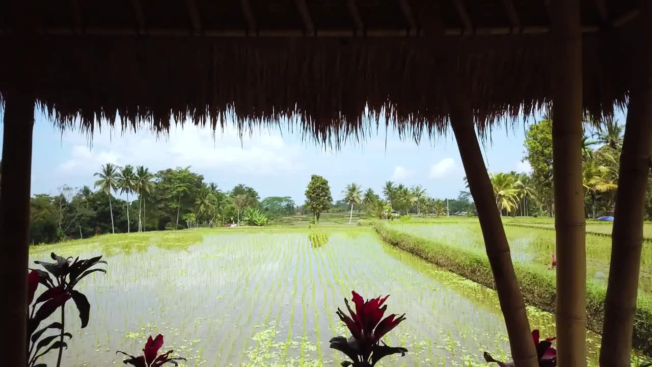 Drone Shot flying slowly and smoothly through a Fancy Restaurant Villa overlooking some Rice Paddies in Bali Indonesia