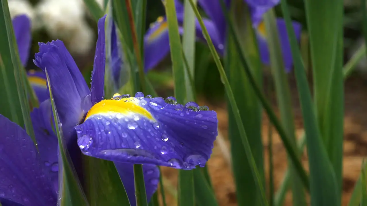 Stunning small water droplets settled on bright purple flower with yellow centre and green leaf background in macro setting