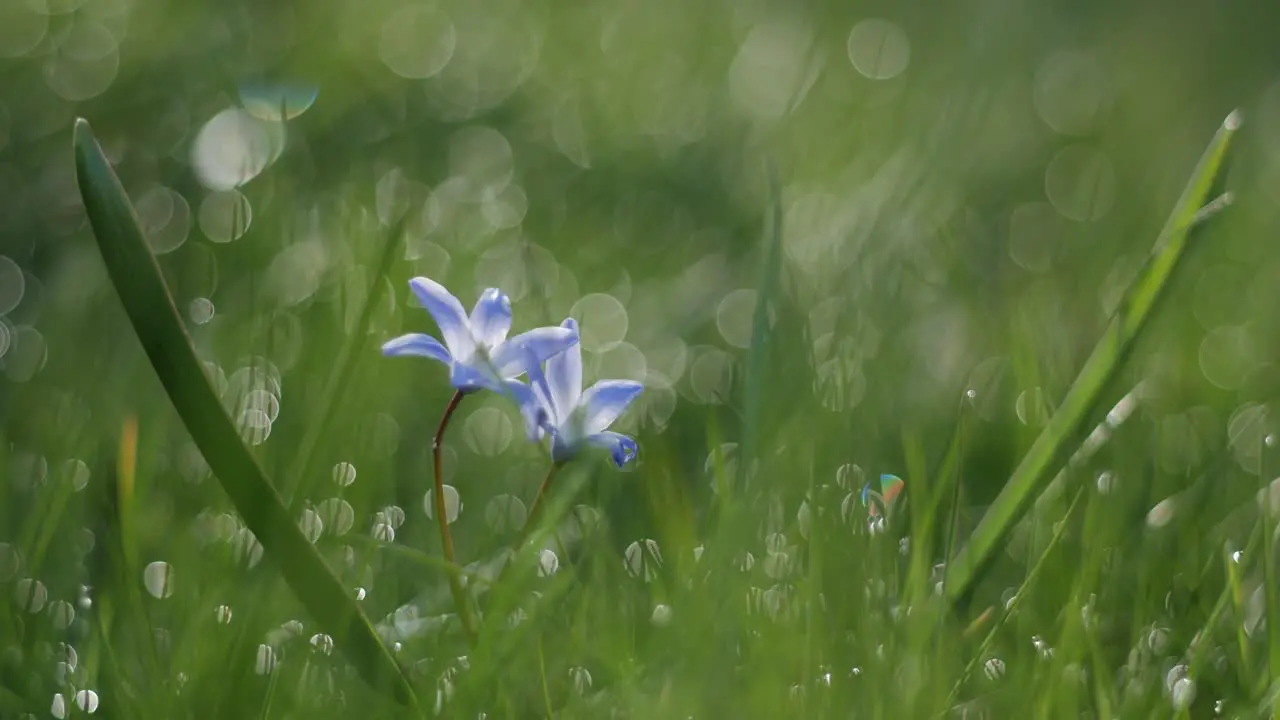 Lonely single flower in grass with blurry background