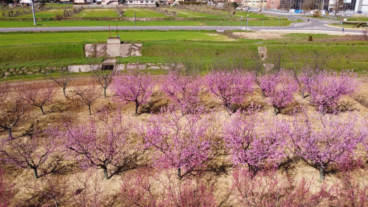 Aerial view of cherry blossom trees