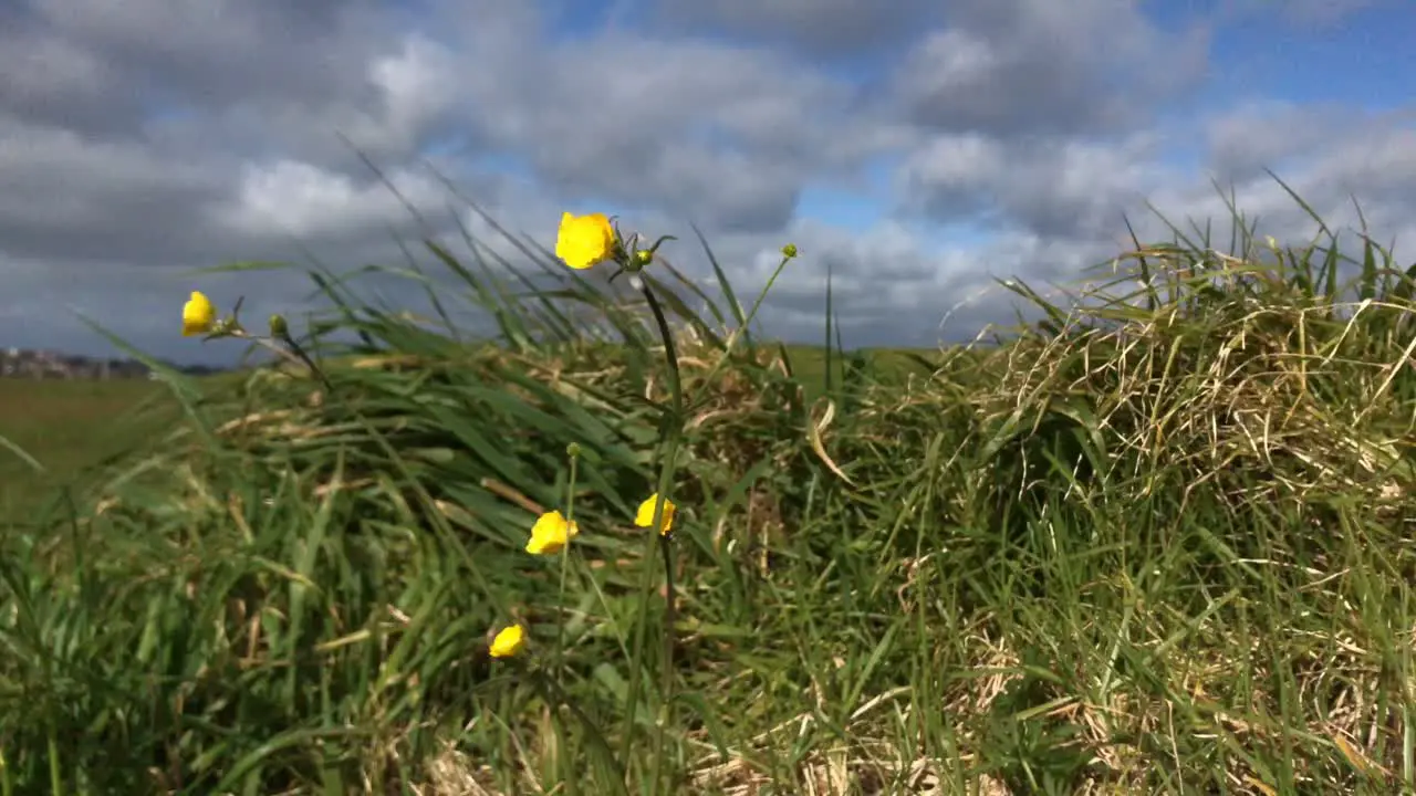 Yellow flowers bobbing and blowing in the cool spring morning breeze against a cloudy daytime sky