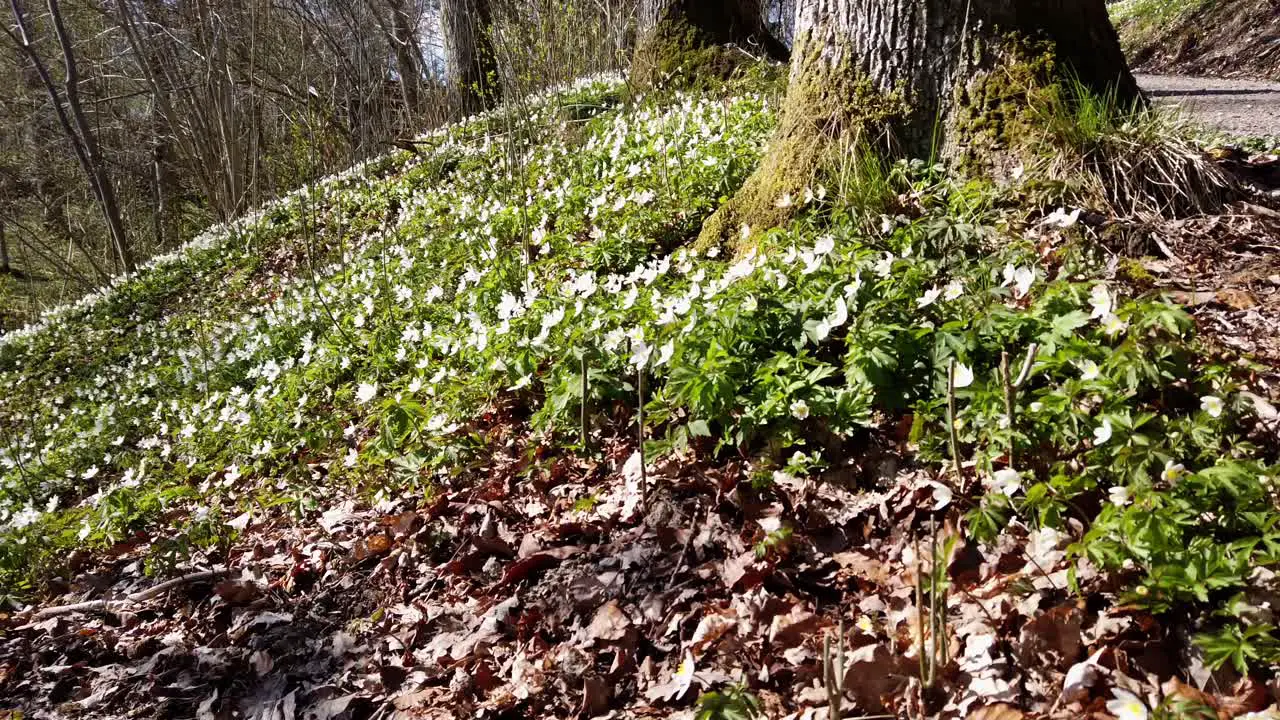 Beautiful Nature Landscape In Spring Wild White Anemones Flowers In Nature Forest