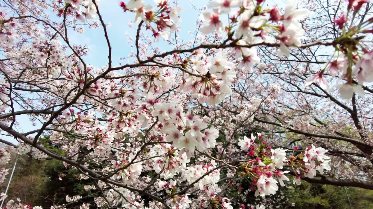 The best cherry blossom in Yokohama