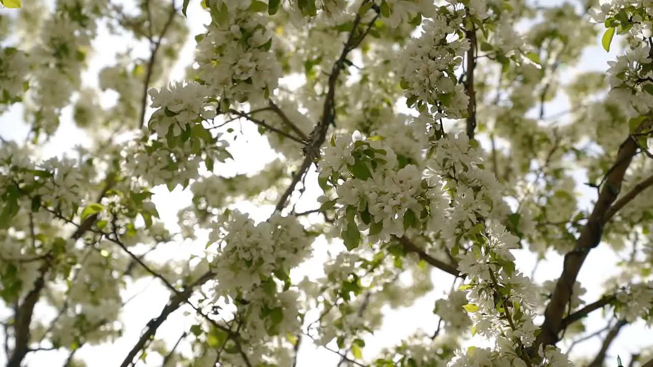 Beautiful white spring blossoms on a sunny warm spring day