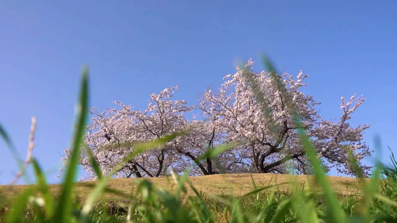 Low angle vibrant view of pink Sakura tree on hill against blue sky