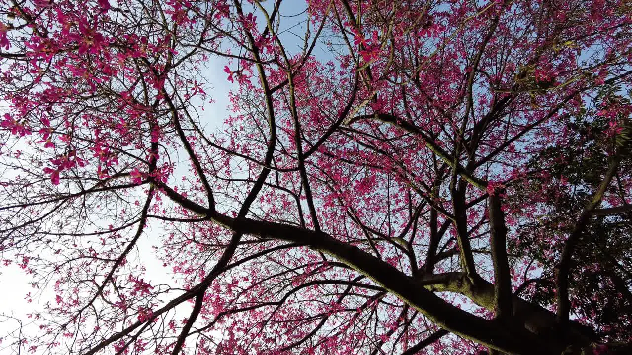 Pink Flower Tree Blossoming In A Park In Lisbon Portugal low angle shot