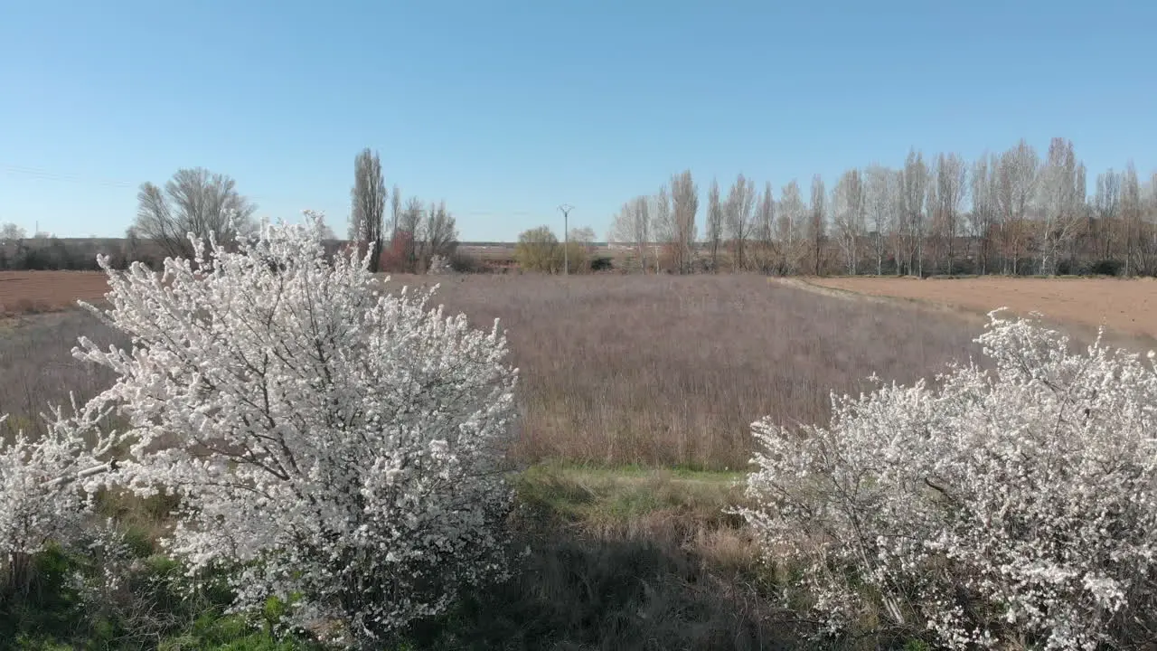 The spring flowers aerial view