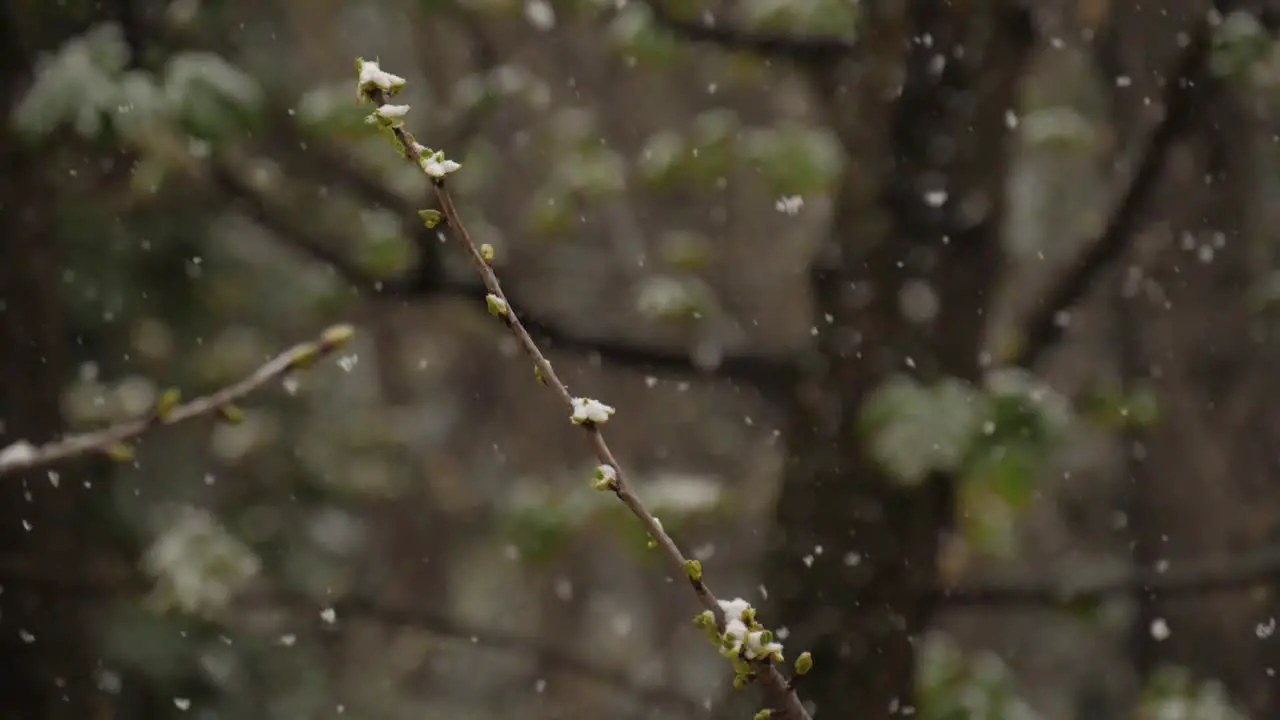 Twig of a budding Cherry Tree while snowing in March 180fps slow motion