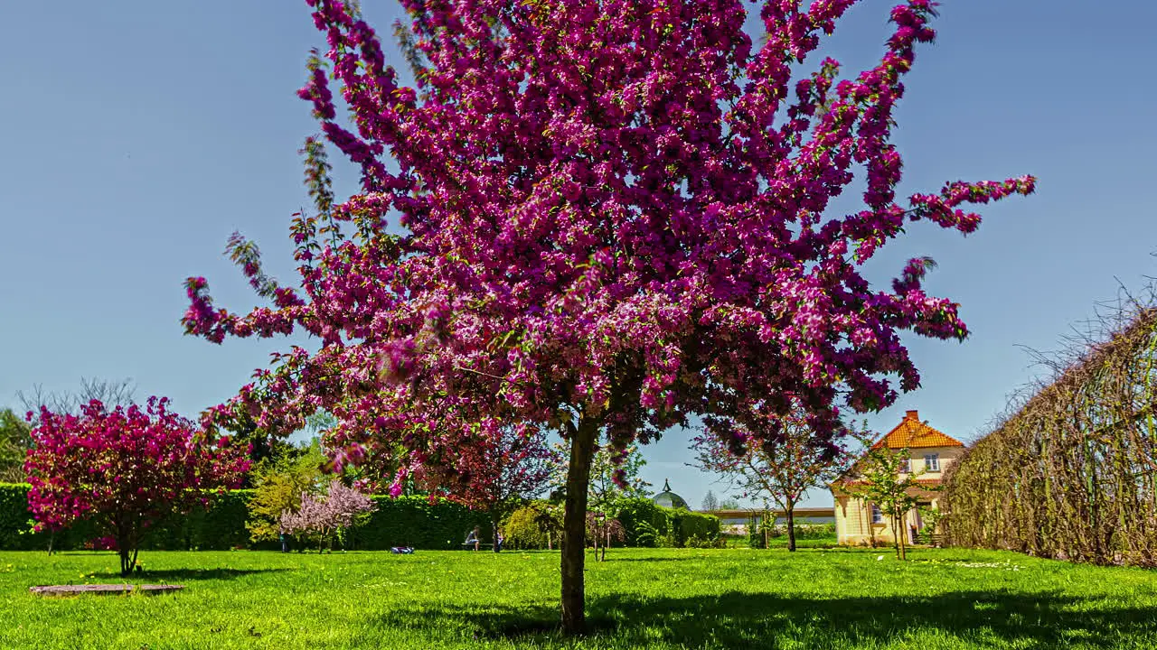 Time lapse of malus floribunda tree in Blooming season