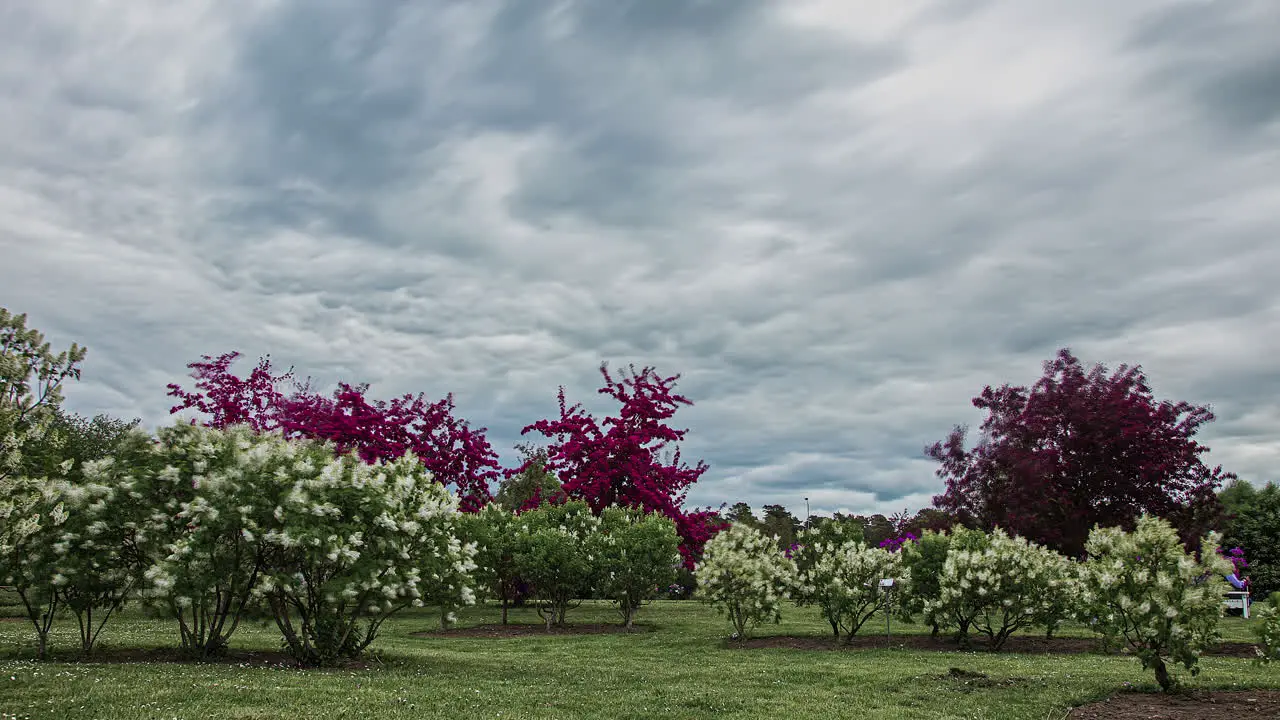 Time lapse shot of Clouds flying over blooming trees in nature wide shot