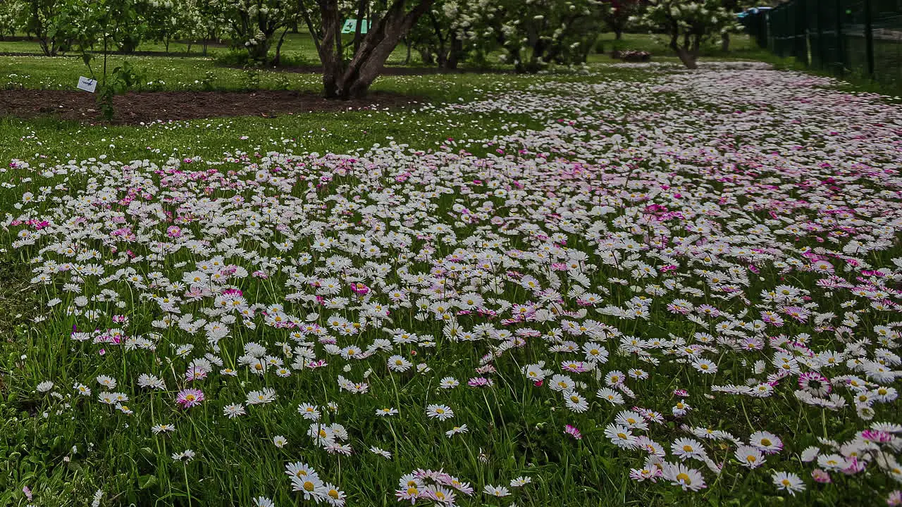 Meadow full of daisy flower blooming on summer day fusion time lapse