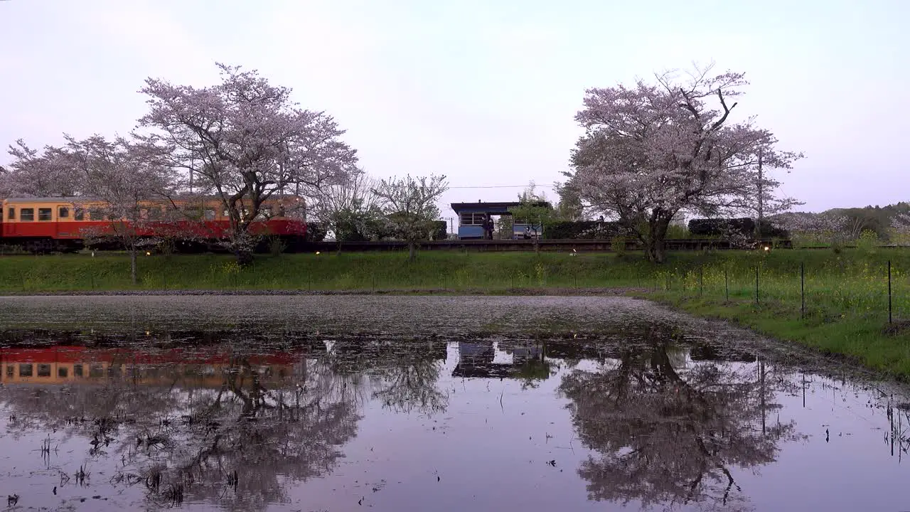 Red and Yellow train driving into rural train station with Sakura trees