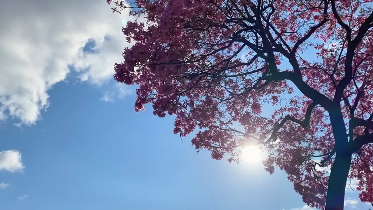 Time lapse of pink cherry blossom tree with moving clouds