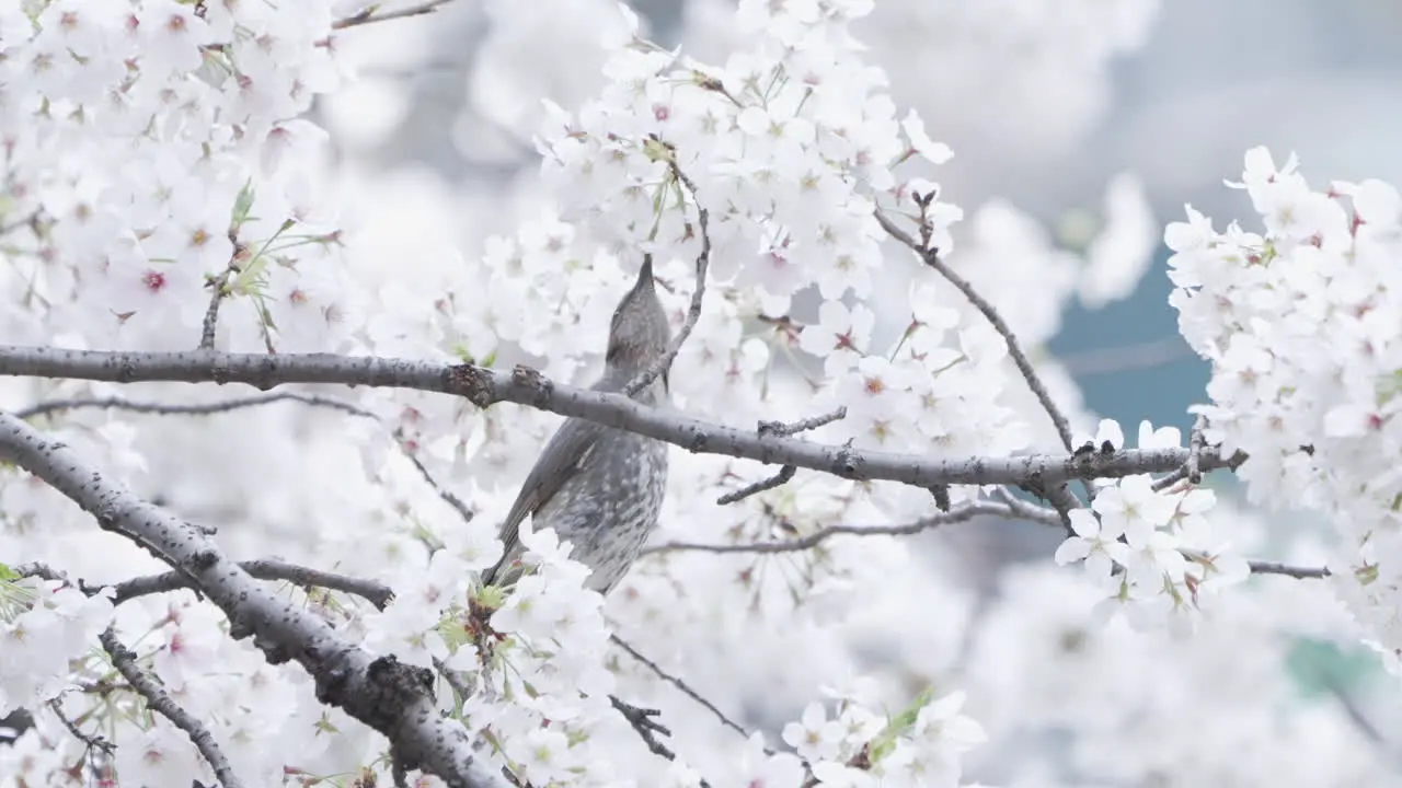 Bird Drinking Nectar From Cherry Blossom Trees In Spring close up shot