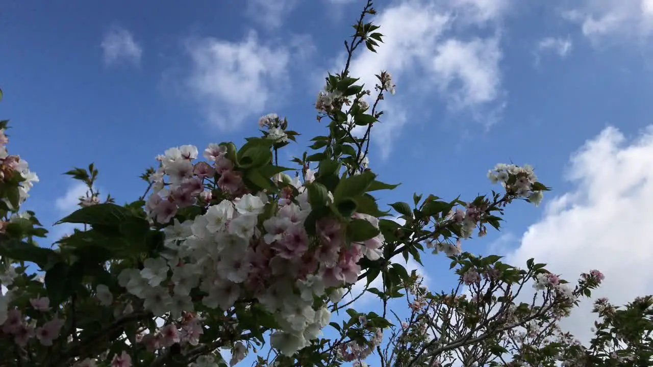 A bunch of white and pink flowers swaying gently in the breeze on a bright morning under a blue sky