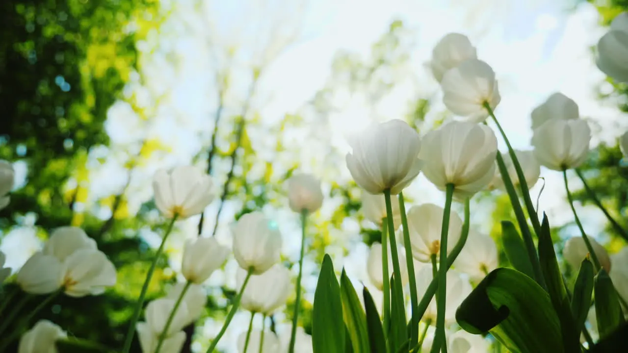 Beautiful White Tulips