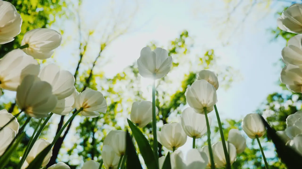 Beautiful White Tulips 2