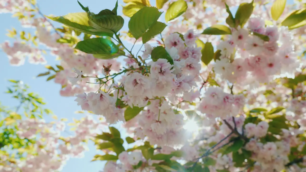 Sun Rays Shining Through Blossom