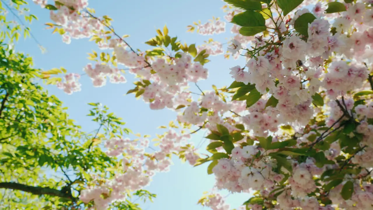 Sun Shining Through Branches Of Cherry Blossom