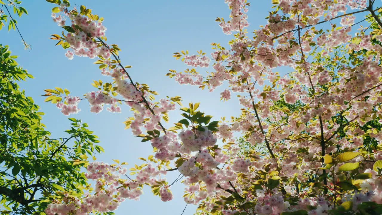 Blossom on Sunny Day