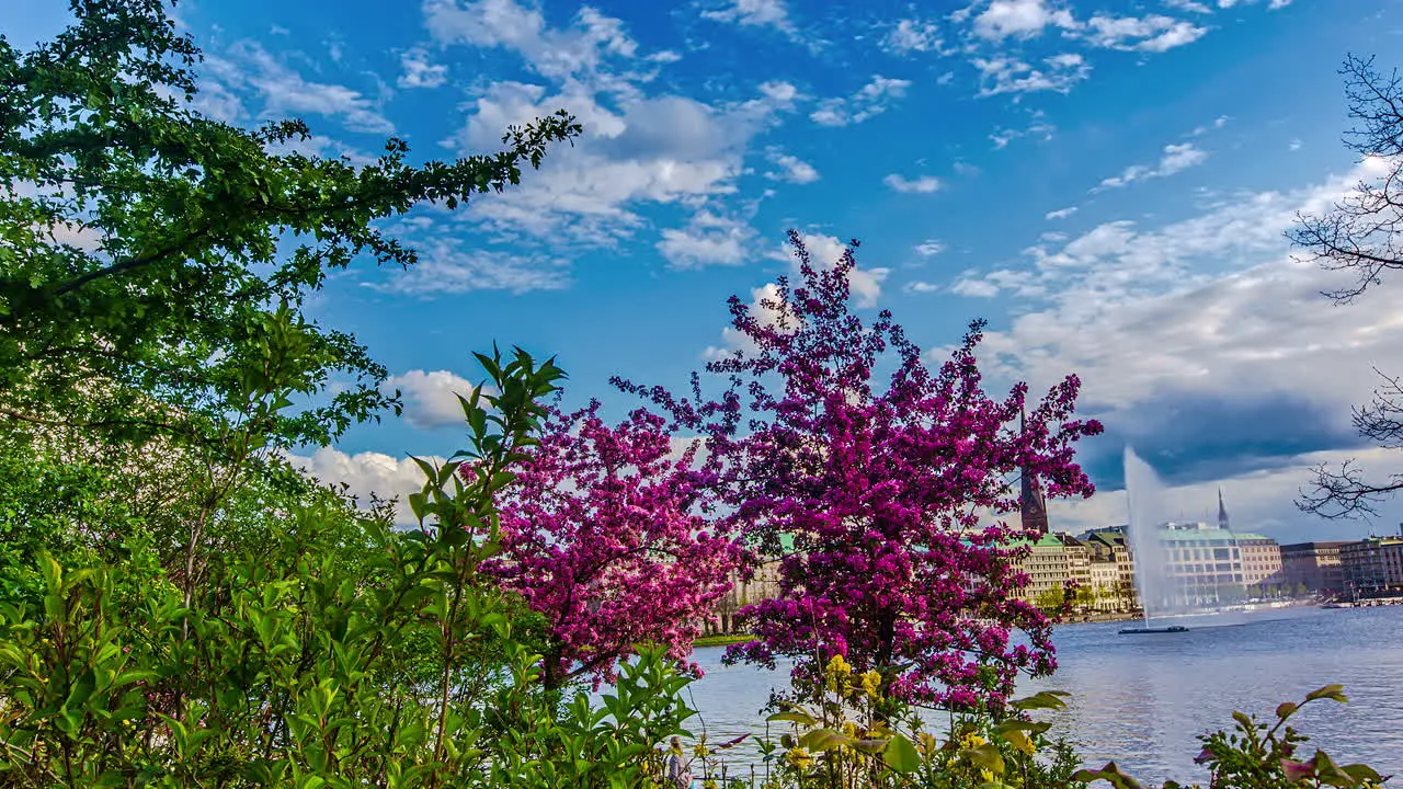 Hyperlapse shot of beautiful blooming trees on lake shore of Alster in Hamburg during spring season Germany