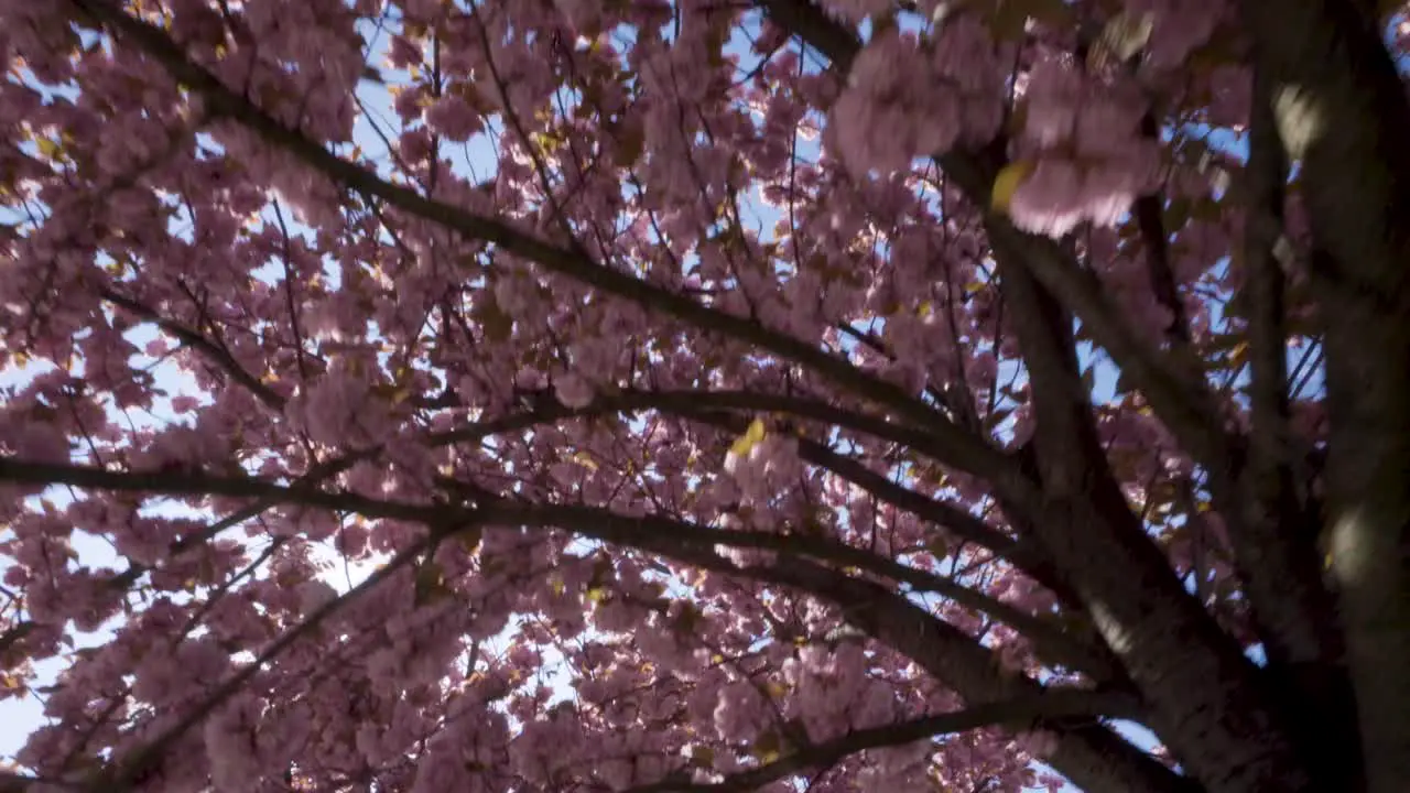 Looking up to sun shining through blossoming cherry flowers in the city of Brussels