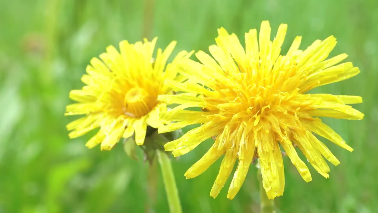 Dandelion with raindrops