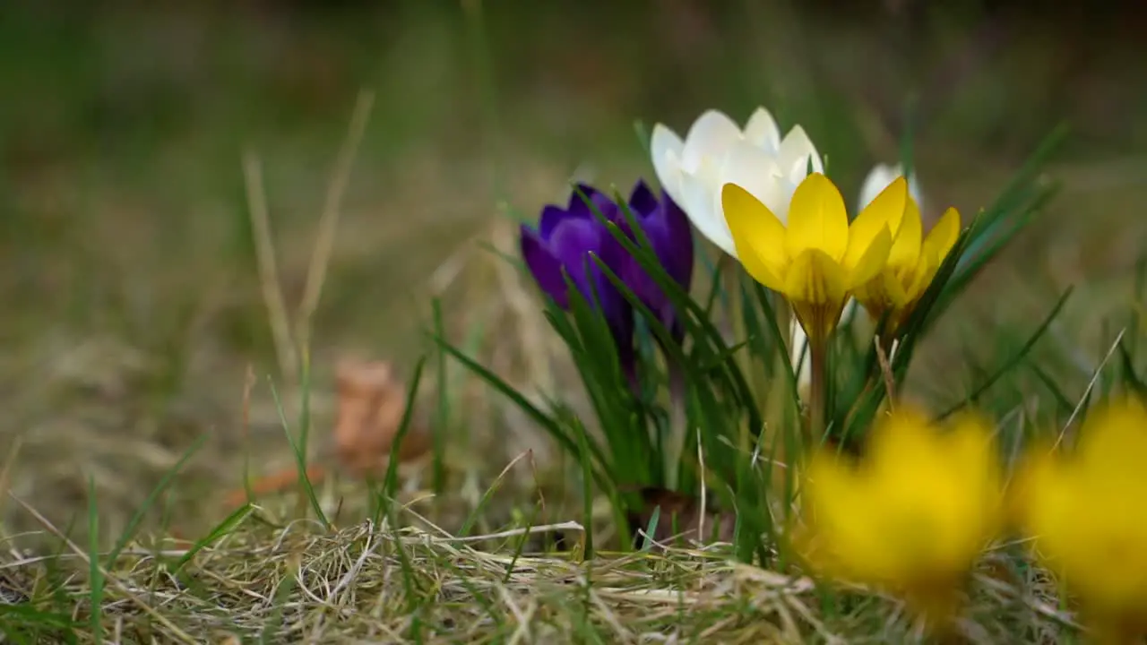 Group of croci flowering in different colors and heralding spring