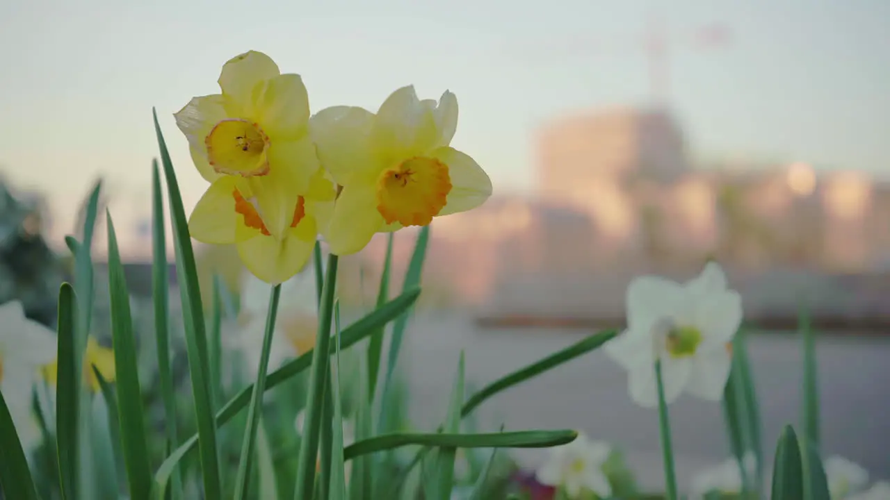 Close up of Paperwhite flowers blooming in the beginning of spring with the outline of a crane and the city in the background