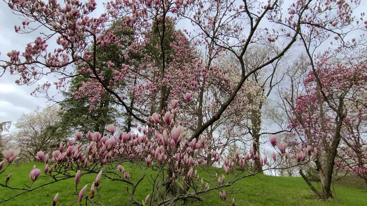 Close up wide angle view of fresh pink flowers on trees blossoming during spring season