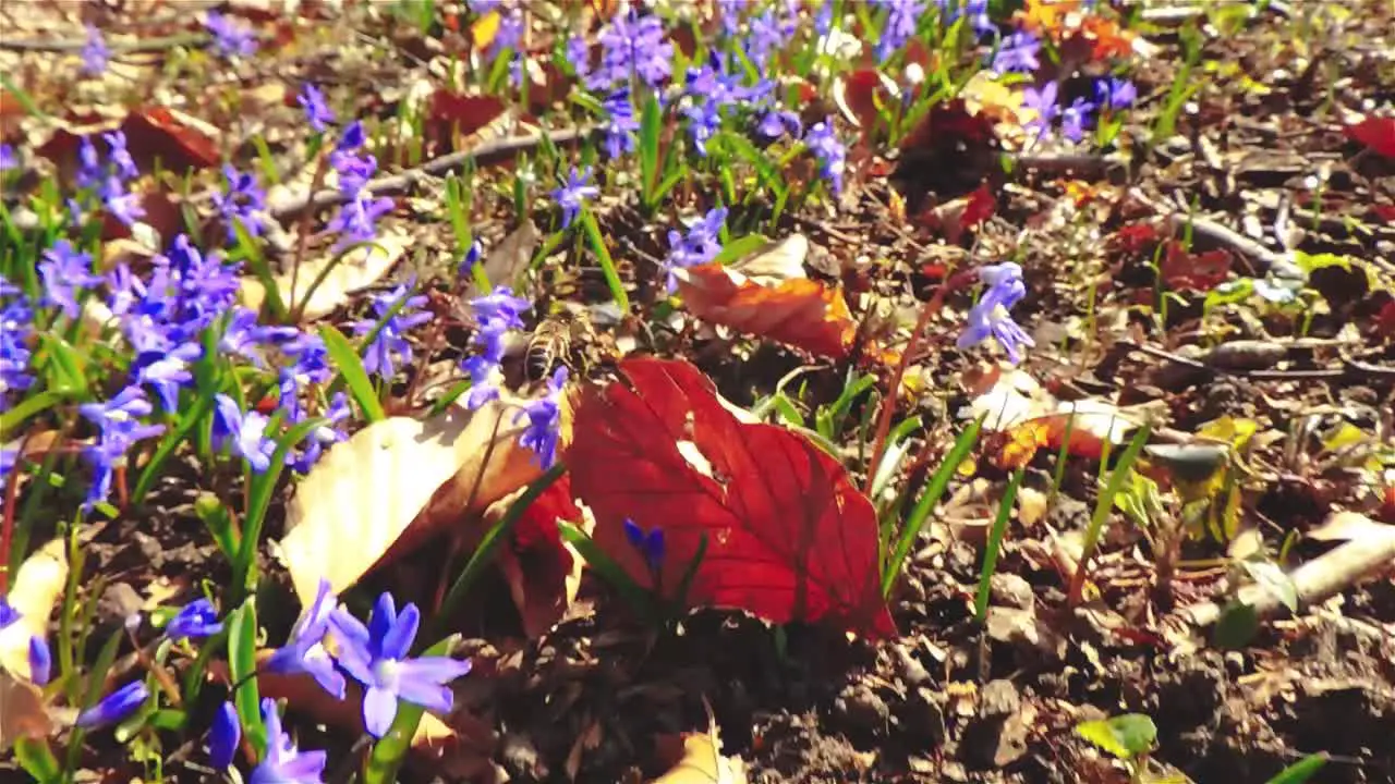 Slow motion view of honeybee working in garden spring flowers 30FPS