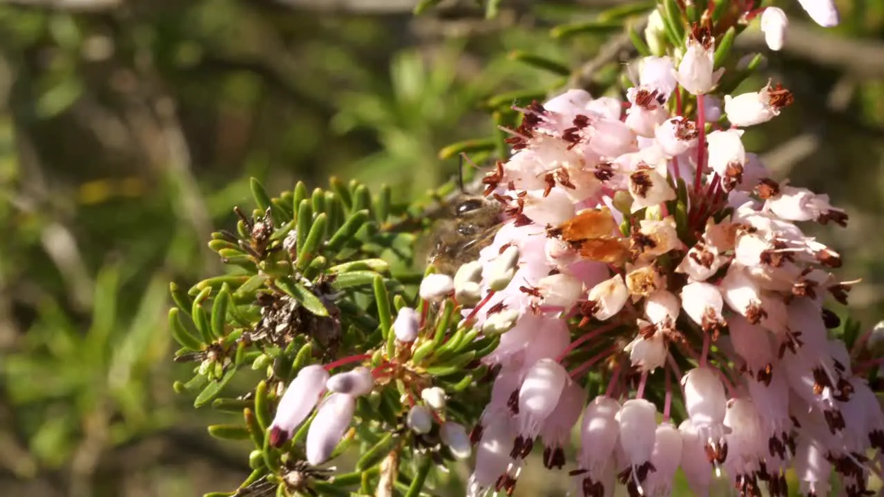 Honeybee crawling and pollinating on small pink flowers macro closeup