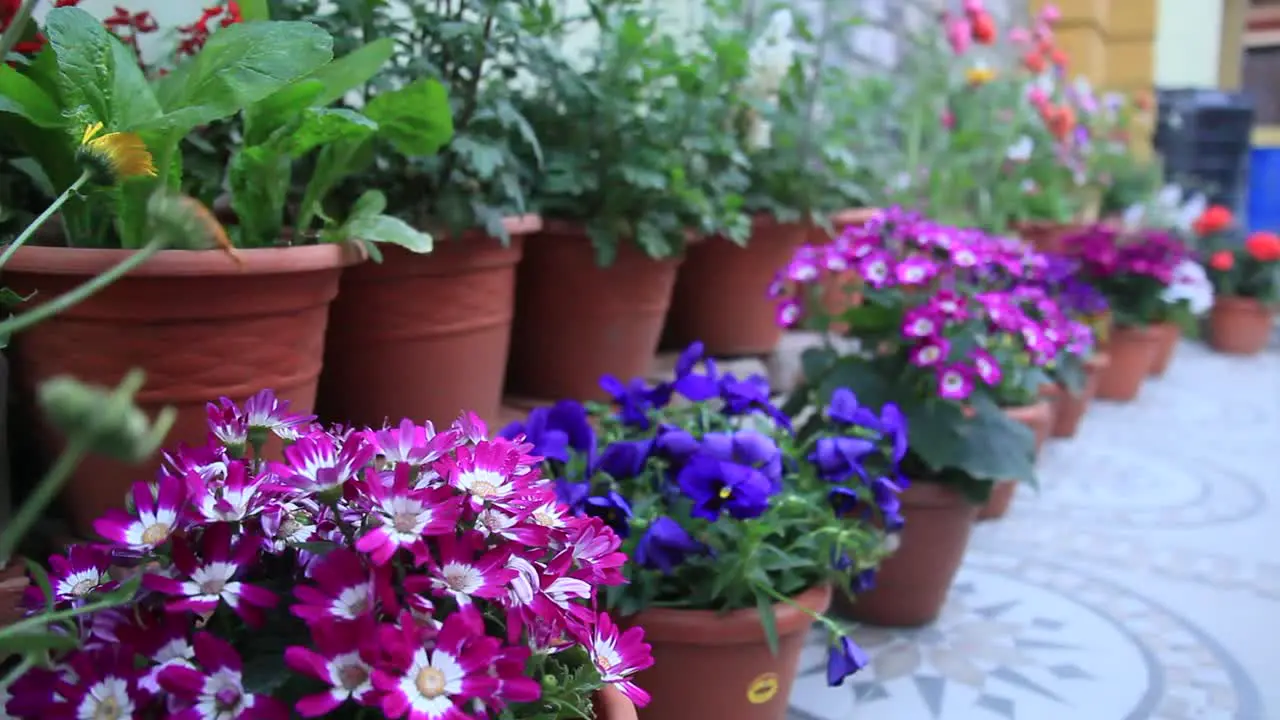 Colorful flowers located in pot holders in the backyard