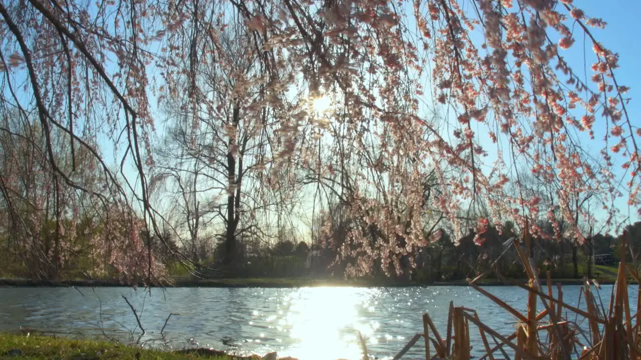 Pink flowers on trees waving in wind in the park near water during spring