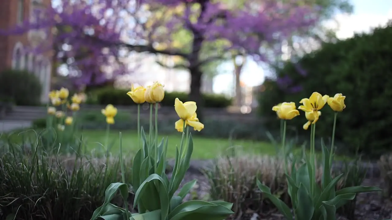 4K Yellow Flowers with Pull Focus